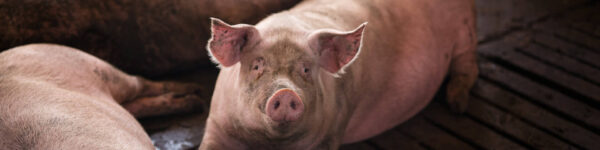 multiheat-varkens multiheat-varkens